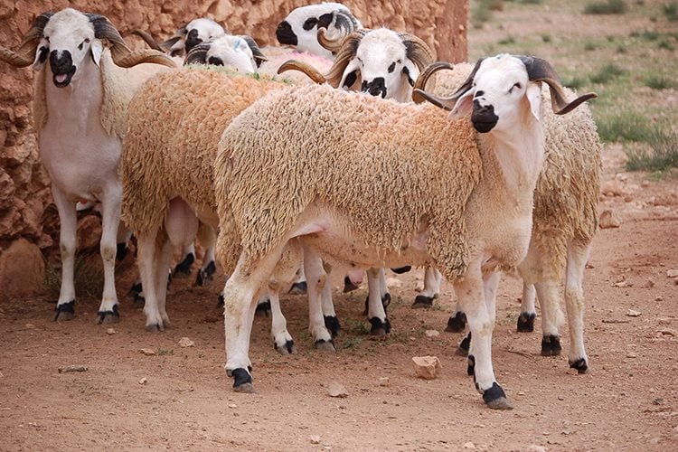 ميناء وهران: تفريغ شحنة جديدة تضم 13 ألف رأس غنم
