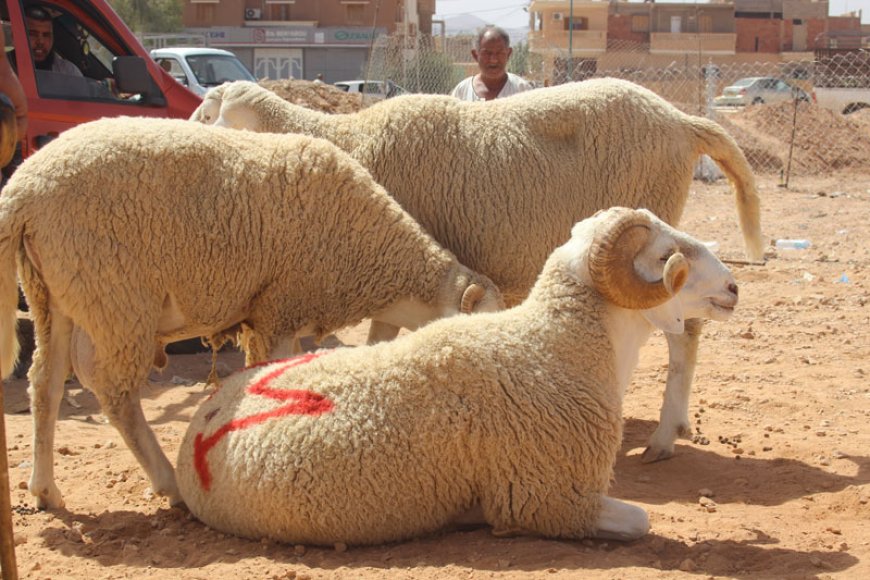وزارة الشؤون الدينية تعلن موعد عيد الاضحى في الجزائر