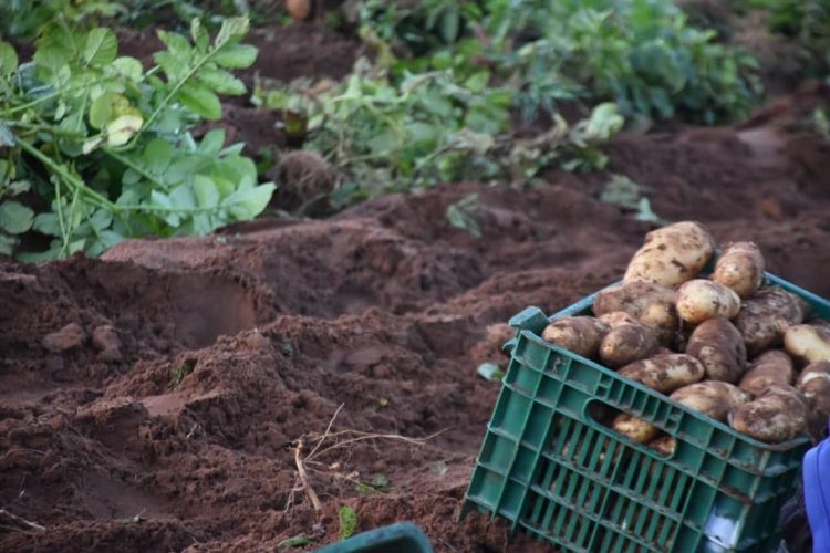 الديوان المهني المشترك للخضر واللحوم يطمئن منتجي البطاطس