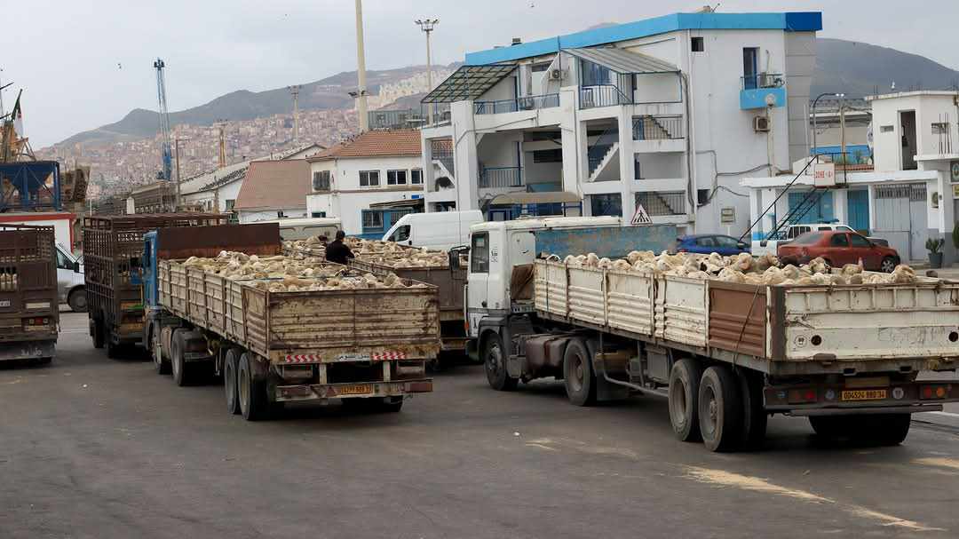 ميناء بجاية: وصول باخرة محمّلة بالأغنام الإسبانية