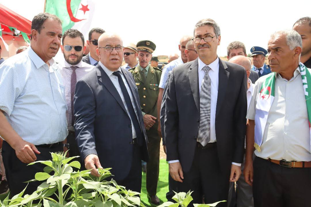 شرفة: إنتاج القمح الصلب يضمن الاكتفاء الذاتي ويغني عن الاستيراد في 2026