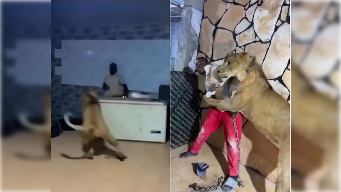 ليبي يطلق لبؤة على عماله