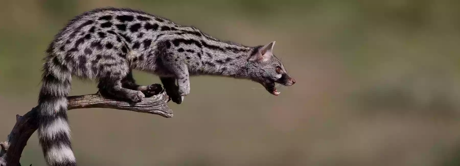أعوان الغابات يسترجعون الزردي.. لن تصدق ما فعلوه بعد ذلك