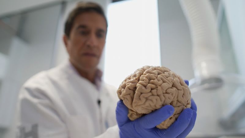 جدل عالمي بعد ابتكار دماغ بشري مصغّر